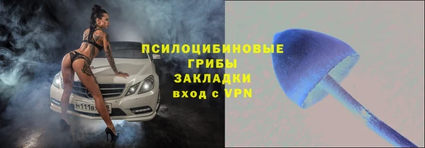 индика Ельня