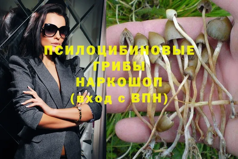 где купить наркоту  Асбест  блэк спрут tor  Псилоцибиновые грибы Magic Shrooms 